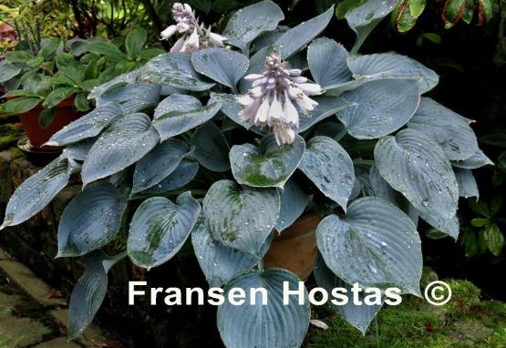 Hosta Blue Impression